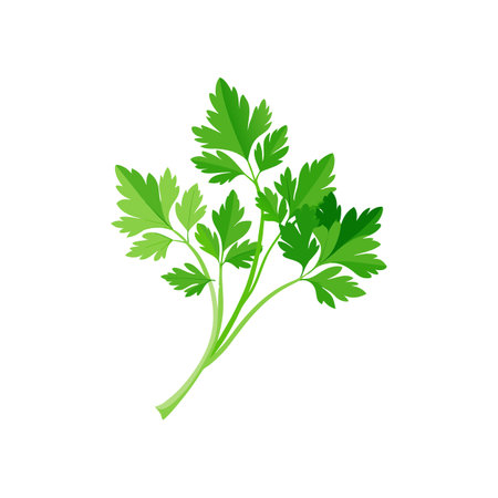 Detailed Italian Parsley Vegetable Color Illustrationのイラスト素材