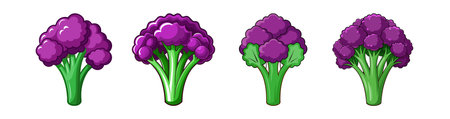Purple Sprouting Broccoli Realistic Colorful Illustrationのイラスト素材