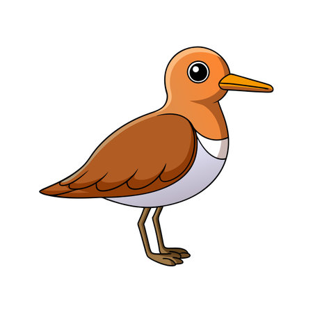 Charming Buff-Breasted Sandpiper Bird Illustrationのイラスト素材