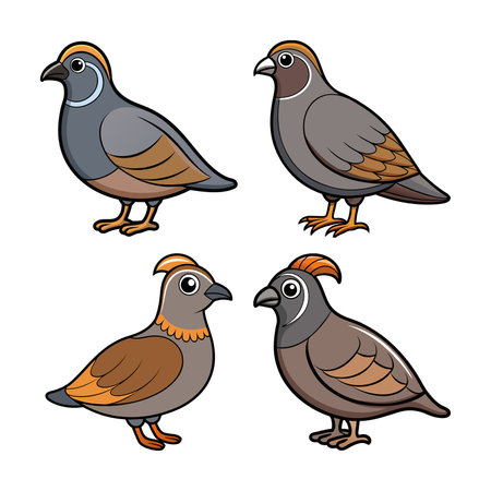 California Quail Bird Colorful Illustrationのイラスト素材