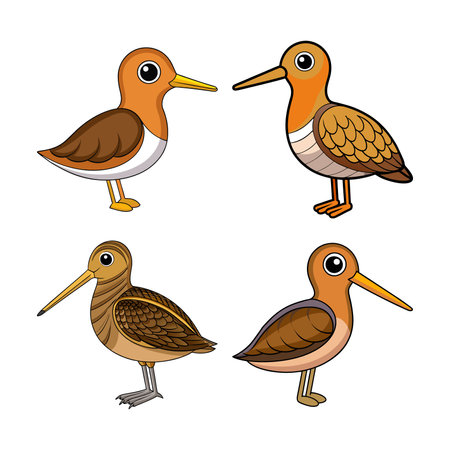 Realistic Common Snipe Bird Illustrationのイラスト素材