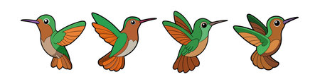 Dynamic Buff-Bellied Hummingbird Bird Artworkのイラスト素材
