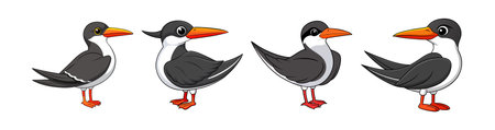 Vivid African Skimmer Bird Detailed Illustrationのイラスト素材