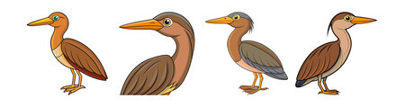 Realistic American Bittern Bird Artworkのイラスト素材