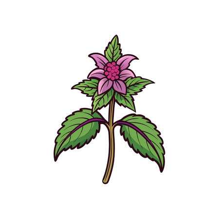 Beautiful Deadnettle Flower Detailed Illustrationのイラスト素材