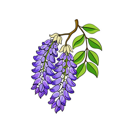 Exquisite Japanese Wisteria Flower Bright Artworkのイラスト素材