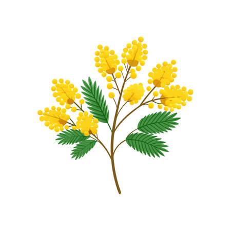 Vibrant Mimosa Flower Bright Designのイラスト素材