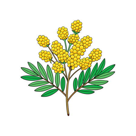 Exquisite Mimosa Flower Bright Artworkのイラスト素材