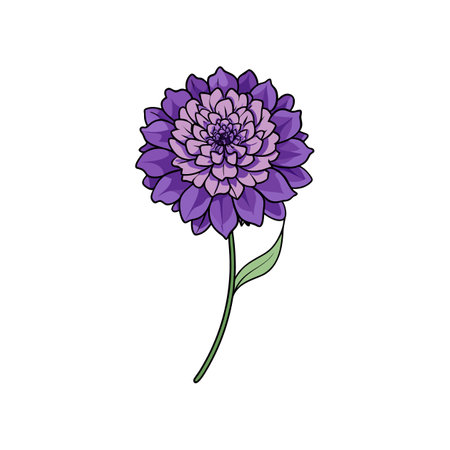 Gorgeous Scabiosa Flower Illustration for Homeのイラスト素材