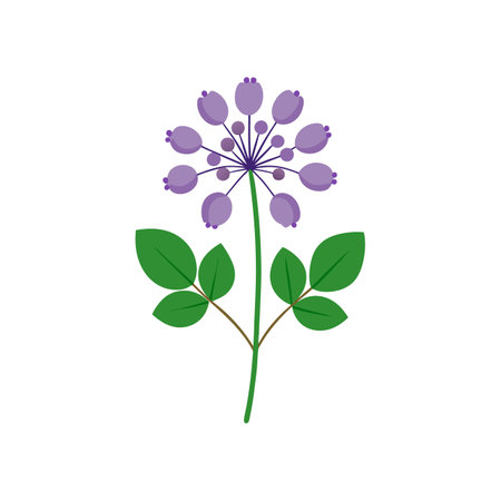 Charming Meadow Rue Flower Bright Artworkのイラスト素材