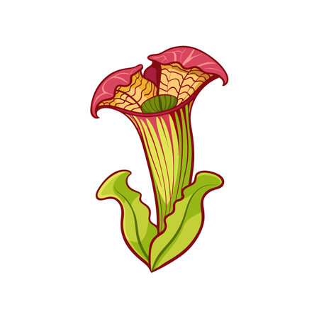 Exquisite Pitcher Plant Flower Lively Illustrationのイラスト素材