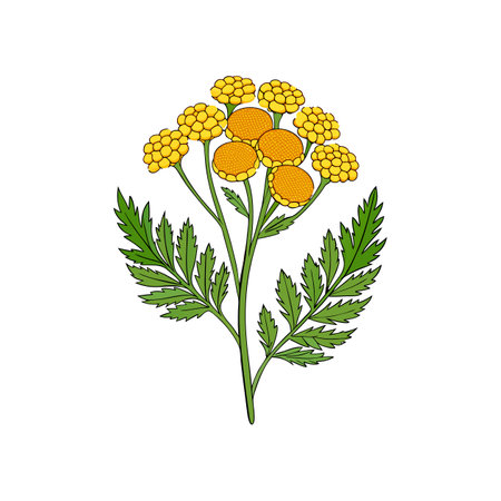 Realistic Tansy Flower Representation for Artのイラスト素材