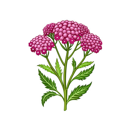 Vibrant Yarrow Flower in Natural Settingのイラスト素材
