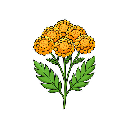 Tansy Flower Realistic Illustration for Floral Designのイラスト素材