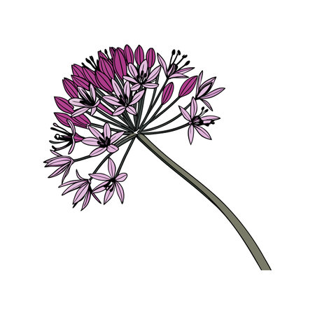 Exquisite Allium Flower Illustration for Floral Designのイラスト素材