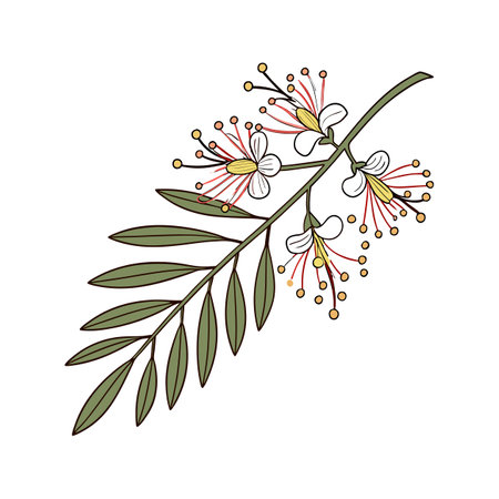 Realistic Acacia Flower Illustration in Vibrant Colorsのイラスト素材