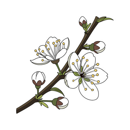 Charming Blackthorn Blossom Flower Artのイラスト素材