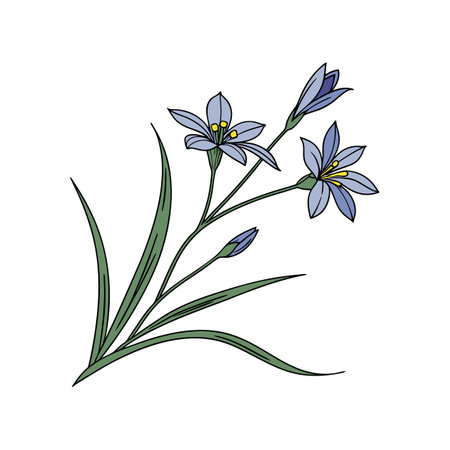 Realistic Blue-Eyed Grass Flower Artのイラスト素材