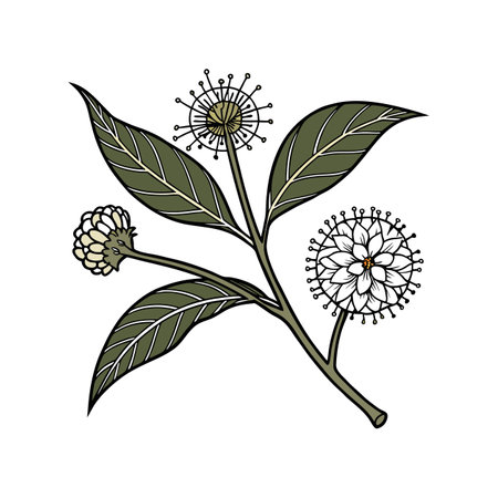 Vivid Buttonbush Flower Colorful Interpretationのイラスト素材
