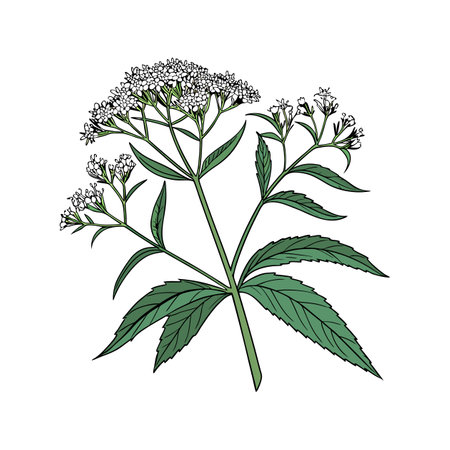 Charming Boneset Flower Illustration for Garden Decorのイラスト素材