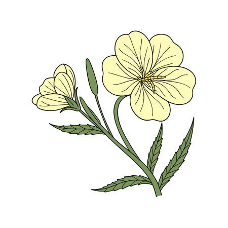 Charming Evening Primrose Flower Colorful Artworkのイラスト素材