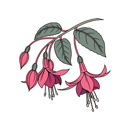Vivid Fuchsia Flower Realistic Designのイラスト素材