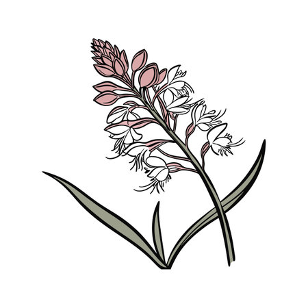 Charming Fringed Orchid Flower Colorful Artworkのイラスト素材