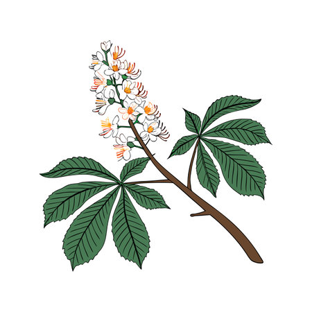 Stunning Horse Chestnut Flower Bright Representationのイラスト素材