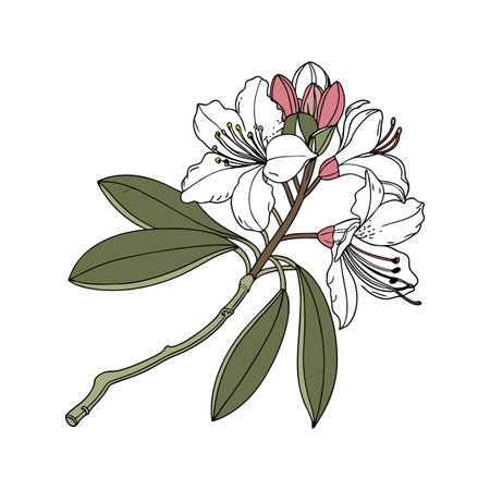 Stunning Indian Rhododendron Flower Lively Illustrationのイラスト素材