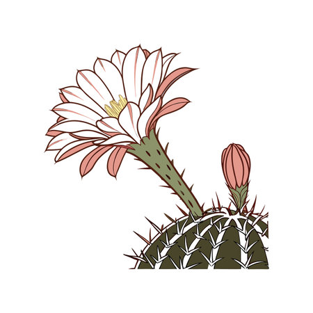 Charming Lace Cactus Flower Design for Unique Displaysのイラスト素材