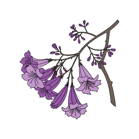 Exquisite Jacaranda Flower Bright Designのイラスト素材