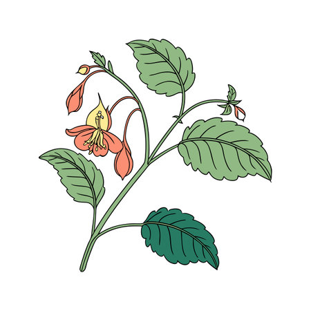 Gorgeous Jewelweed Flower Illustration for Botanical Displaysのイラスト素材