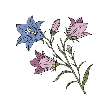 Exquisite Italian Bellflower Bright Designのイラスト素材