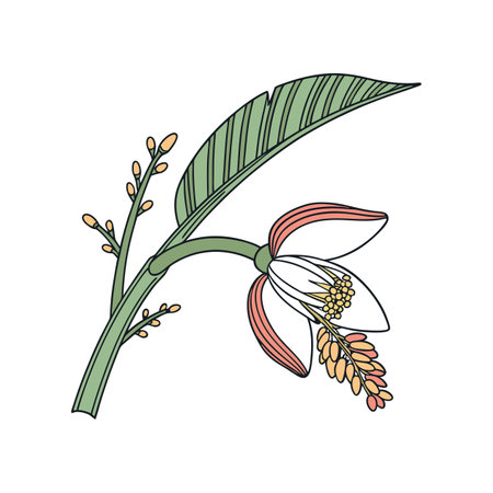 Beautiful Betel Nut Palm Flower Colorful Artのイラスト素材