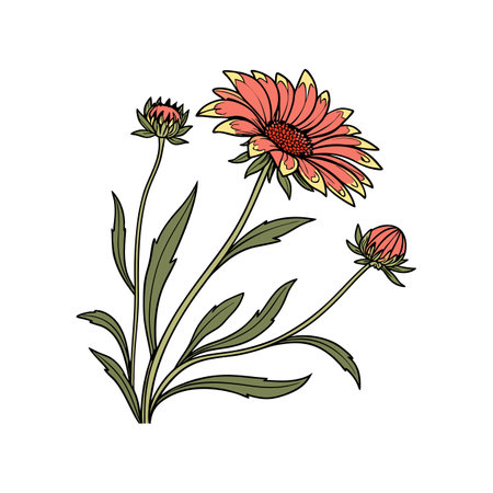 Vivid Gaillardia Flower Colorful Representationのイラスト素材