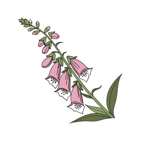 Exquisite Foxglove Flower Detailed Artworkのイラスト素材