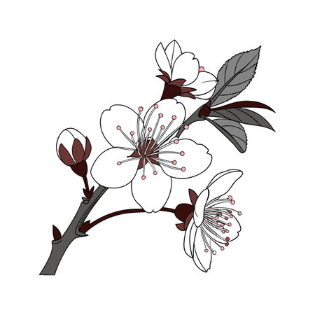 Beautiful Gray Nicker Flower Illustration for Floral Decorのイラスト素材
