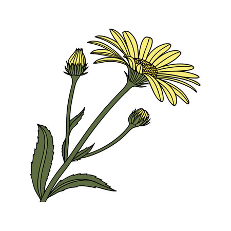 Charming Leopard's Bane Flower Colorful Artworkのイラスト素材