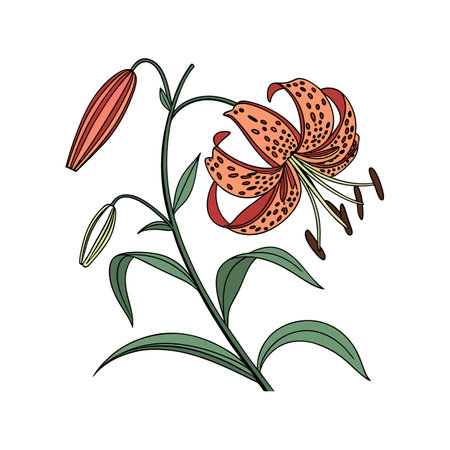 Exquisite Leopard Lily Flower Detailed Artworkのイラスト素材