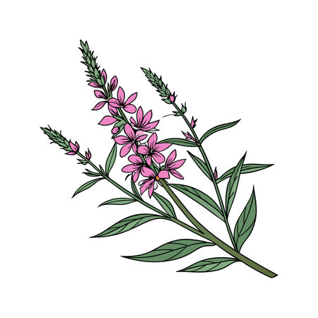 Beautiful Loosestrife Flower Design for Nature Loversのイラスト素材