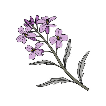 Stunning Purple Rockcress Flower Lively Designのイラスト素材