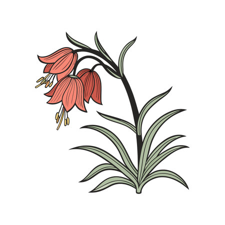 Gorgeous Queen's Cup Flower Illustration for Unique Displaysのイラスト素材