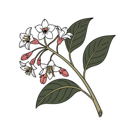Spreading Dogbane Flower Realistic Illustration for Natureのイラスト素材