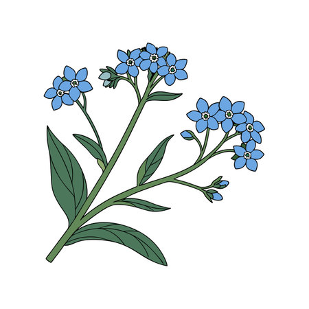 Charming Siberian Bugloss Flower Colorful Representationのイラスト素材