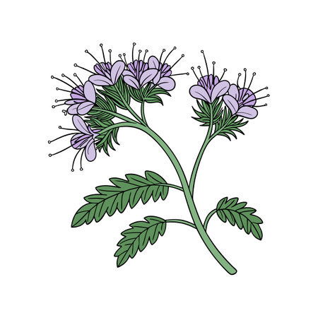 Vivid Threadleaf Phacelia Flower Illustrationのイラスト素材