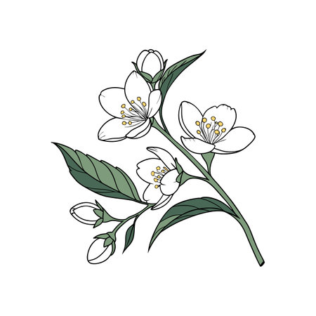 Charming Mock Orange Flower Illustration for Gardensのイラスト素材