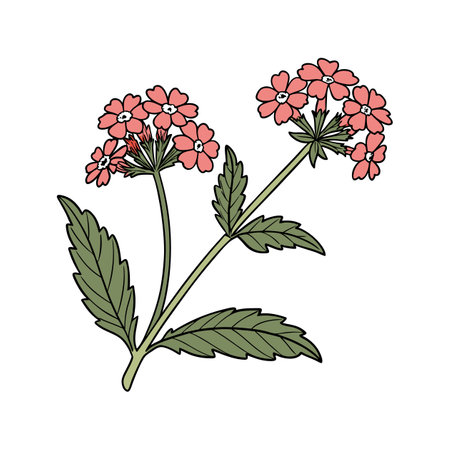 Charming Verbena Flower with Bright Petalsのイラスト素材