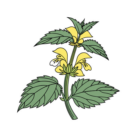 Beautiful Yellow Archangel Flower with Bright Huesのイラスト素材