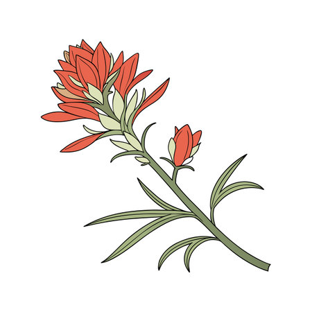 Realistic Texas Paintbrush Flower Representation for Artのイラスト素材