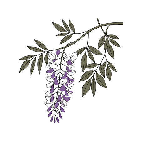 Stunning Wisteria Flower with Lush Bloomsのイラスト素材